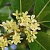 Osmanthus absolute, 500 grams, photos, reviews, use