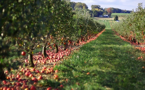 Flavoring food Apple Orchard, 1 liter, photos, reviews, use