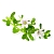 Экстракт Bacopa monnieri, 1 л артикул VV24011023