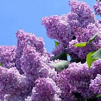 Dried flowers Common lilac flowers, 1 kg