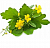 Powder extract of celandine, 5 g, photos, reviews, use