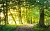 Отдушка Woodland, 30 мл описание и применение
