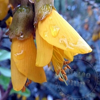 Dried Sophora Japanese flower buds, 1 kg