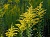 Common goldenrod grass, 1 kg, photos, reviews, use