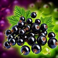 Fragrance Oil Black Currant, 1 liter