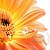 Plantsoft Oil 1 kg, photos, reviews, use