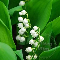 Купить Отдушка Lily Of The Valley США, 50 мл в Украине