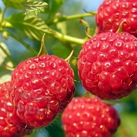 Sun Ripened Raspberry food flavor, 1 L