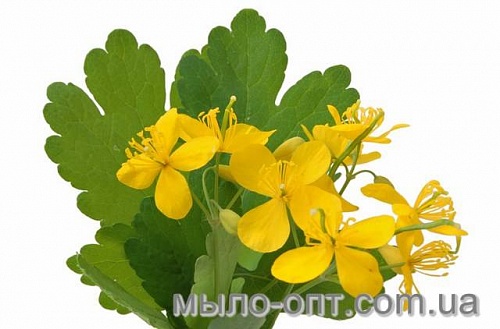 Celandine oil extract, 100 ml, photos, reviews, use