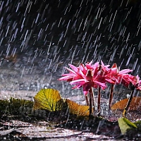 Отдушка Sweet Rain, 1 литр