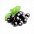 Powder black currant extract, 1 kg, photos, reviews, use