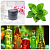 Mint extract 1: 4 Powder, 1 kg, photos, reviews, use