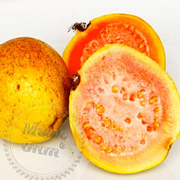Отдушка Orange Guava Odo, 1 литр