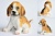 Silicone mold 3D Dog Beagle, photos, reviews, use