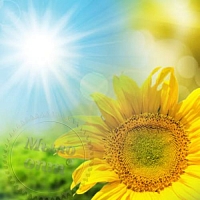 Sunflower Fragrance Oil, 1 L