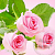Купить Отдушка Свежесрезанные розы, 10 мл в Украине