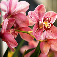 Отдушка Шелковая орхидея, 1 литр