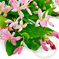 Honeysuckle Fragrance Oil, 1 liter