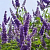 Essential oil of Vitex the Holy, 5 ml, photos, reviews, use