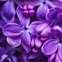 Сухая гранулированная отдушка Lilac Purple, 1 кг