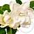 Отдушка White Gardenia Flowers, 1 литр описание и применение