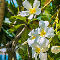 Віддушка Monoi de Tahiti, 1 літр