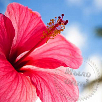 Купить Отдушка Polynesian Hibiscus, 1 литр в Украине