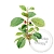 Buckthorn Extract Powder 1kg cosmetic ingredient Mylo Opt