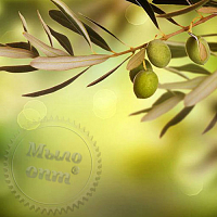 Olive Fragrance Oil, 1 liter