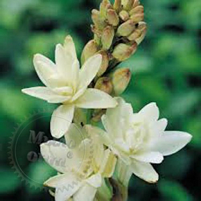 Купить Отдушка Иланг-иланг и Белая тубероза/Ylang & White tuberose, Англия, 1 литр в Украине