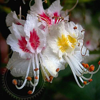 Сухоцвет Каштан конский цветки, 1 кг