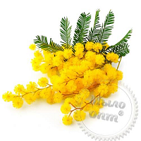 Fragrance Oil Mimosa and Lily, 50 ml