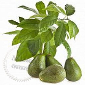 Купить Отдушка Авокадо и Сандаловое дерево, 1 литр в Украине