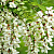 Acacia white flowers, 10 kg, photos, reviews, use