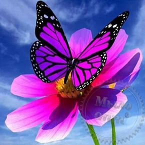 Купить Отдушка Butterfly Flower, 1 литр в Украине