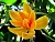 Champaka Fragrance Oil 1 L cosmetic ingredient Mylo Opt
