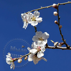 Купить Отдушка Almond blossom, 1 литр в Украине