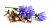 Dried flowers of Chicory Root, 1 kg, photos, reviews, use