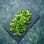 Coriander Extract Powder 1 kg, photos, reviews, use