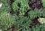 Provencal herbs Flavor Powder 1 kg cosmetic ingredient Mylo Opt