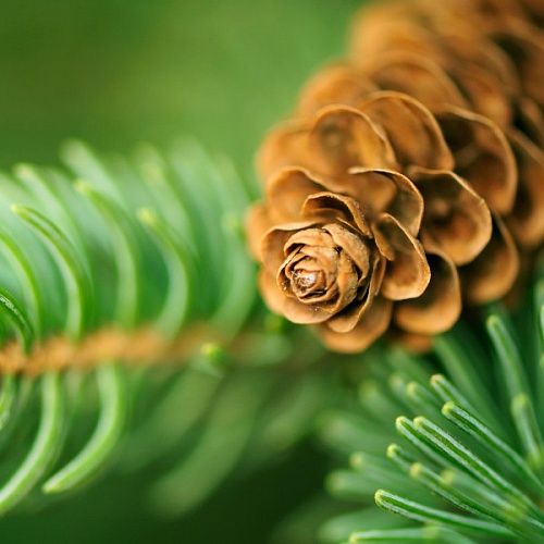 Віддушка Balsam Cedar, 10 мл, фото, відгуки, використання