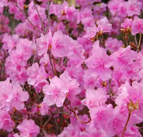 Rhododendron CO2 Extract 100 g Mylo Opt global supplier Rhododendron CO2 Extract 100 g cosmetic ingredient Mylo Opt