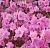 Rhododendron CO2 Extract 100 g cosmetic ingredient Mylo Opt