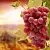 Grape Isabella Fragrance Oil 1 L cosmetic ingredient Mylo Opt