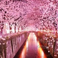 Auto Fragrance Oil Sakura 1 L cosmetic ingredient Mylo Opt