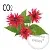 Monarda CO2 Extract 1 kg cosmetic ingredient Mylo Opt