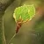 Active Extract Beech Bud BIO, 5 ml, photos, reviews, use