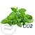 Peppermint CO2 Extract 100 g, photos, reviews, use