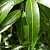 Mangixyl Givaudan 1 кг