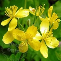 Celandine large, 1 kg